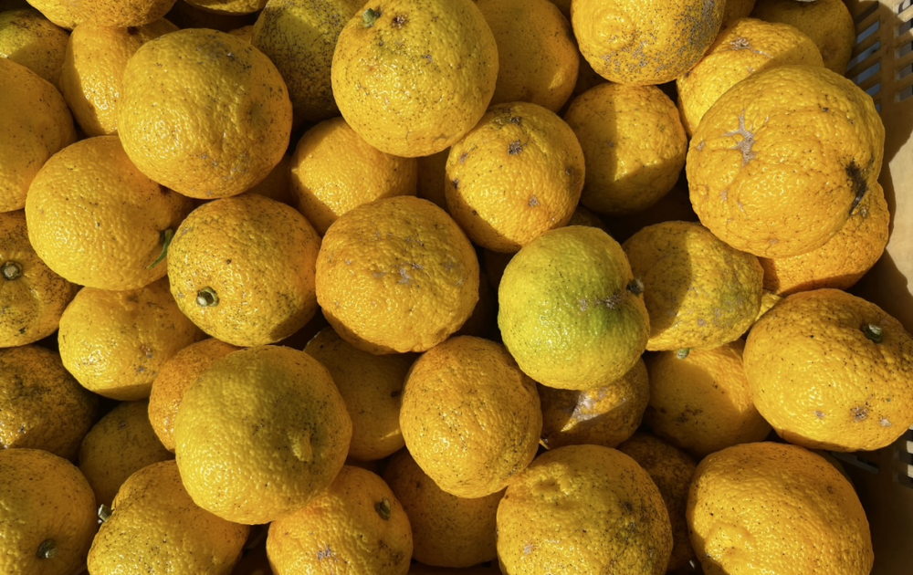 Yuzu Awa(ノンアル柚子スパークリング・2本セット)