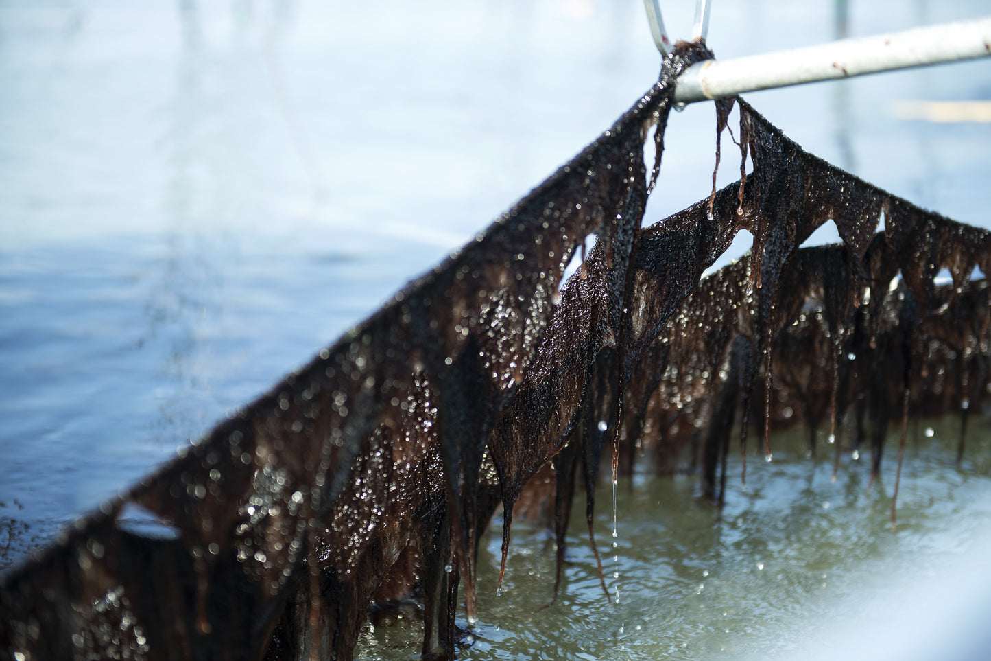 Saga seaweed Ichiban-picked grilled 2 slices 6 bags