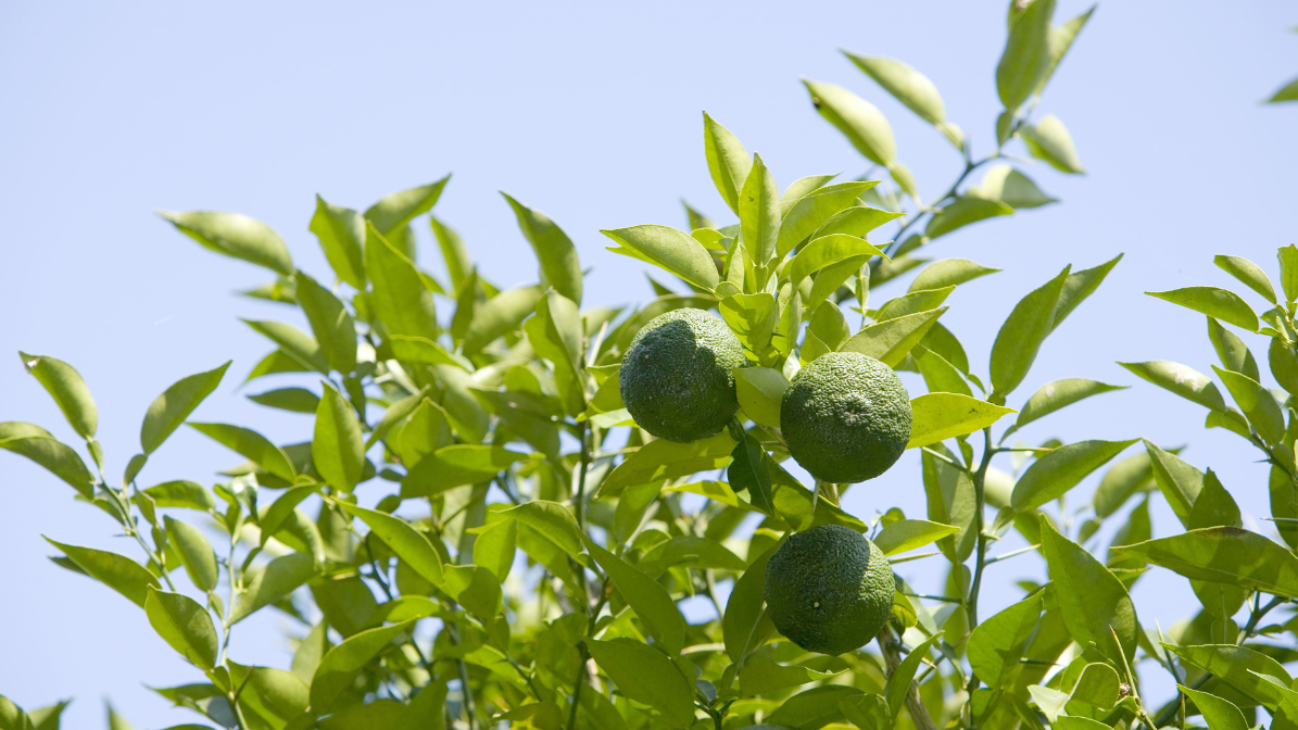 こな柚子こしょう 2本セット GiftBox