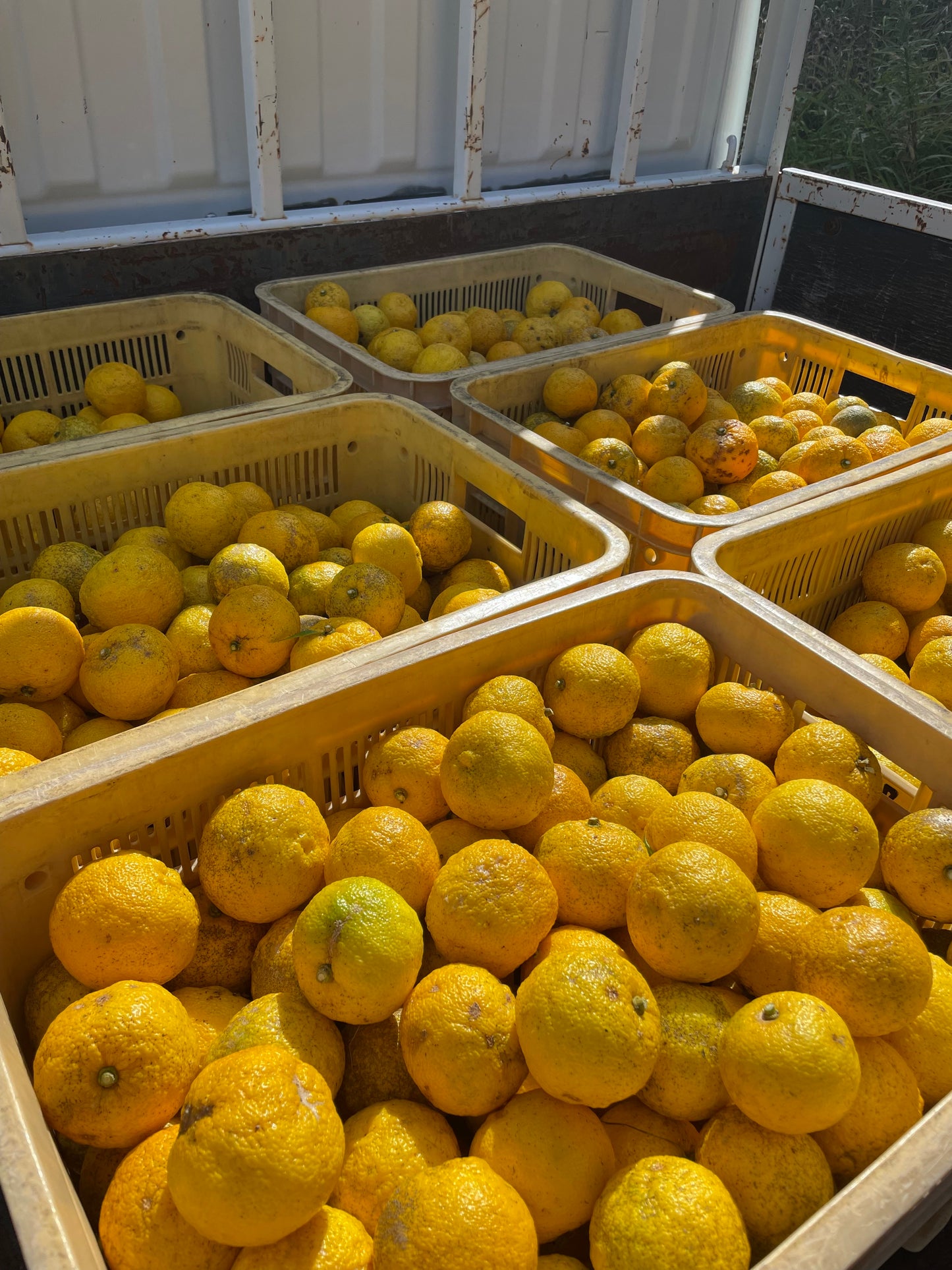 Yuzu Awa 10% Yuzu Juice Containing Beverage (Carbonated)