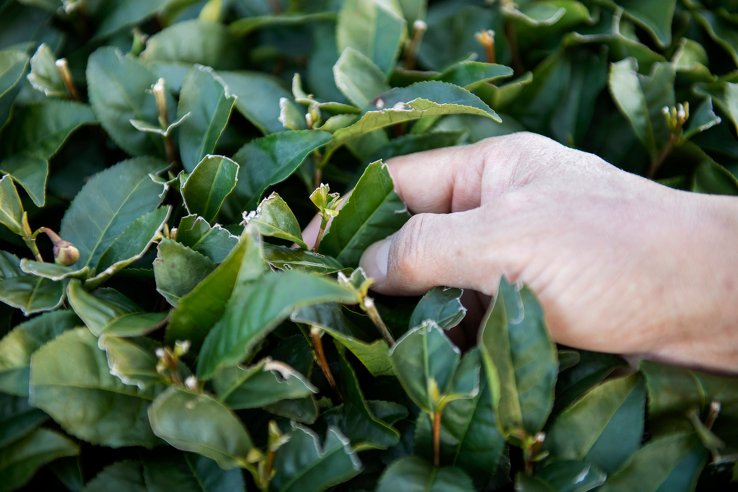 CHA 茶 3種