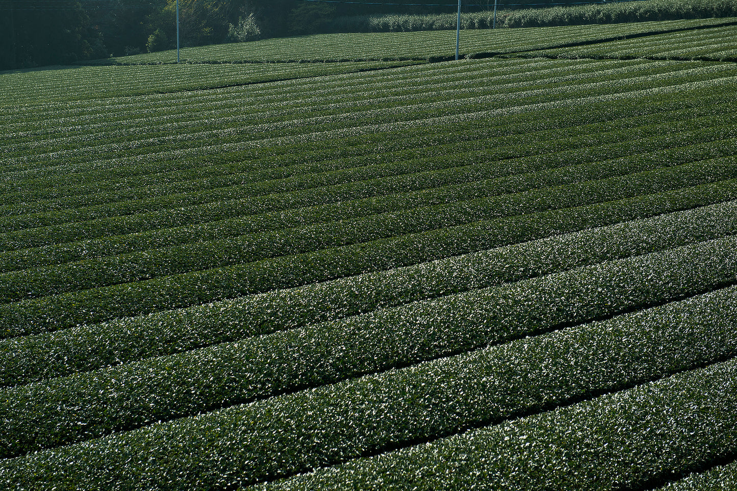 CHA 茶 入賞茶
