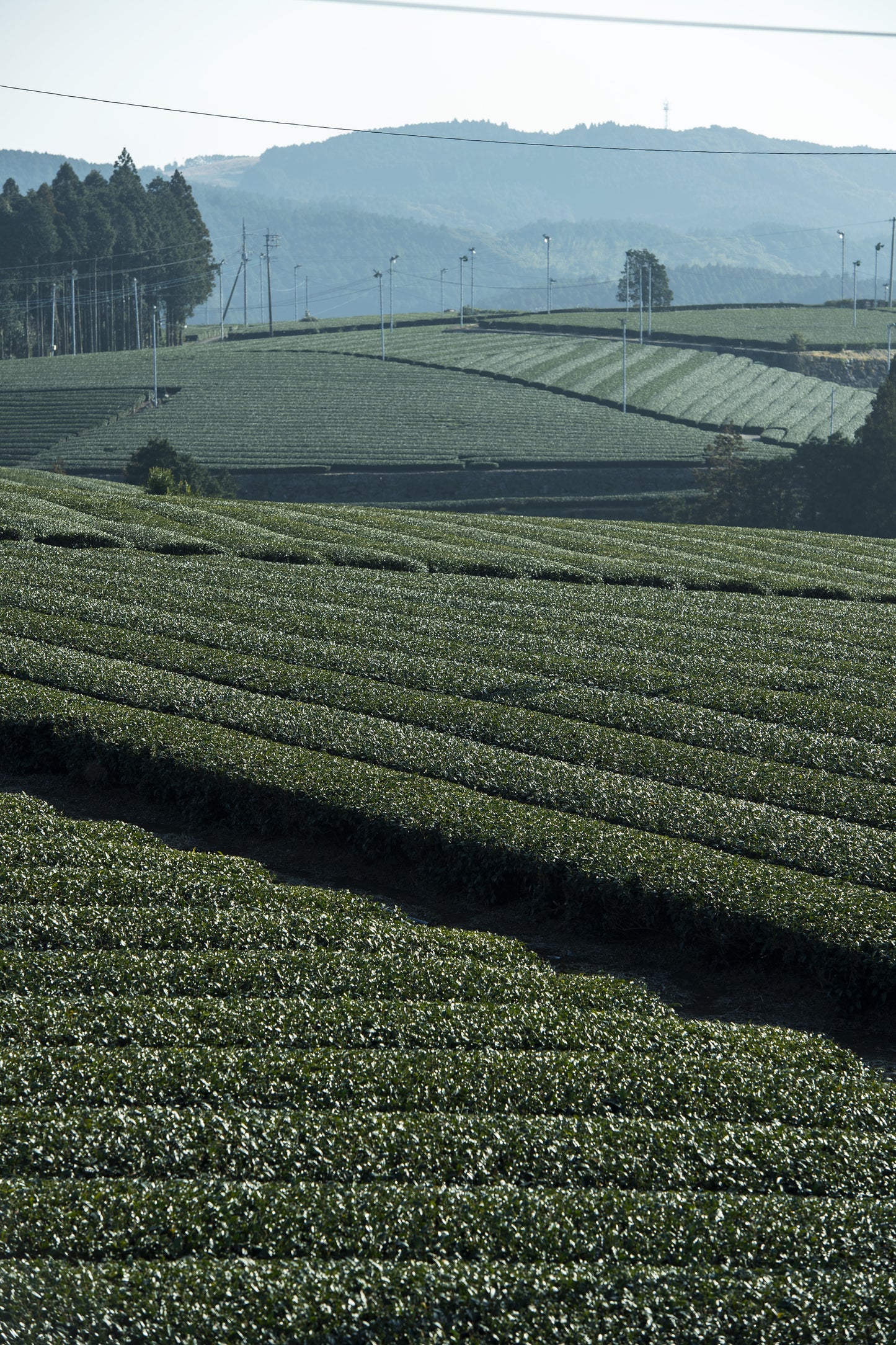 うれしのほうじ茶ティーバッグ