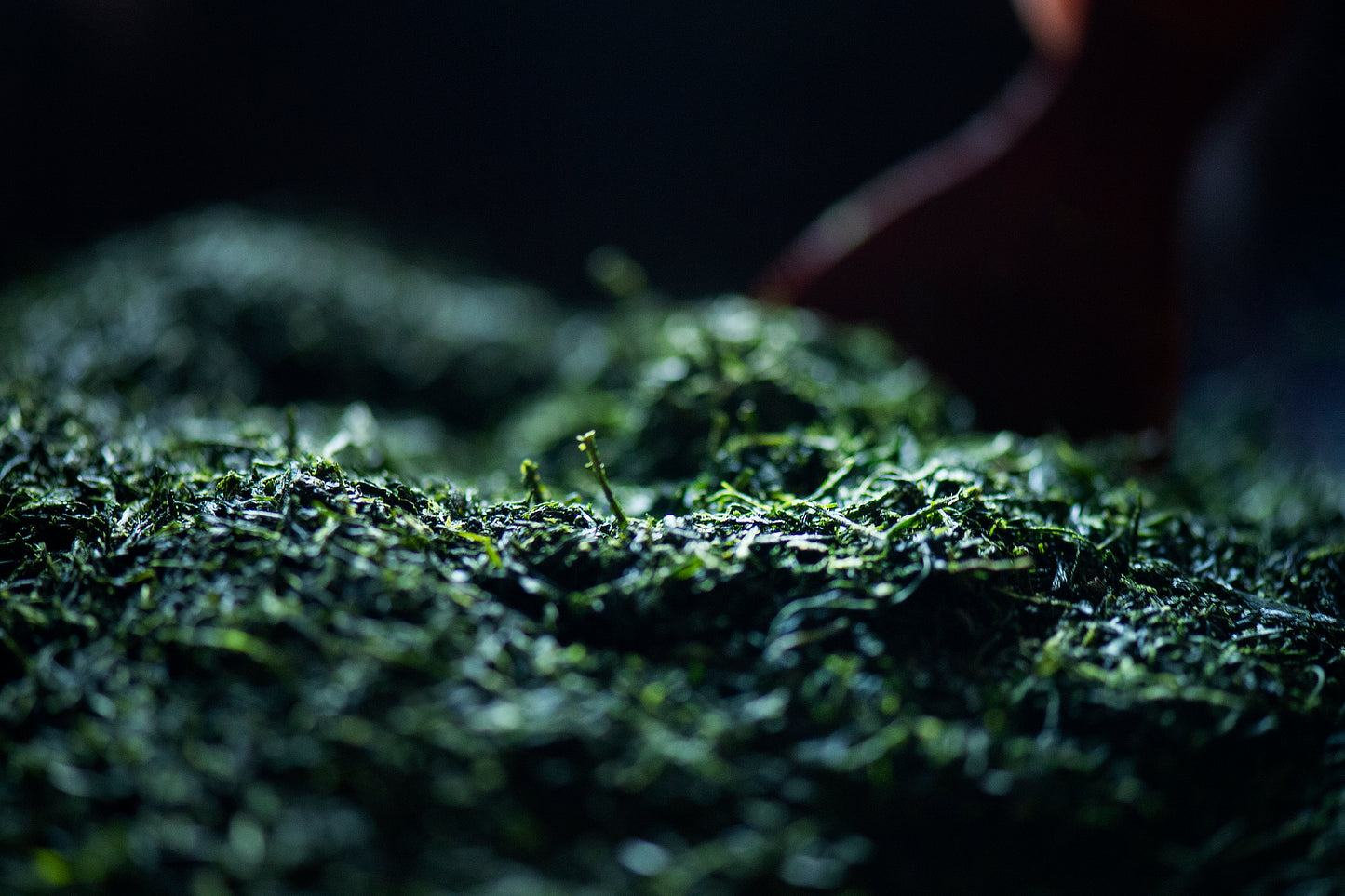 CHA 茶 入賞茶