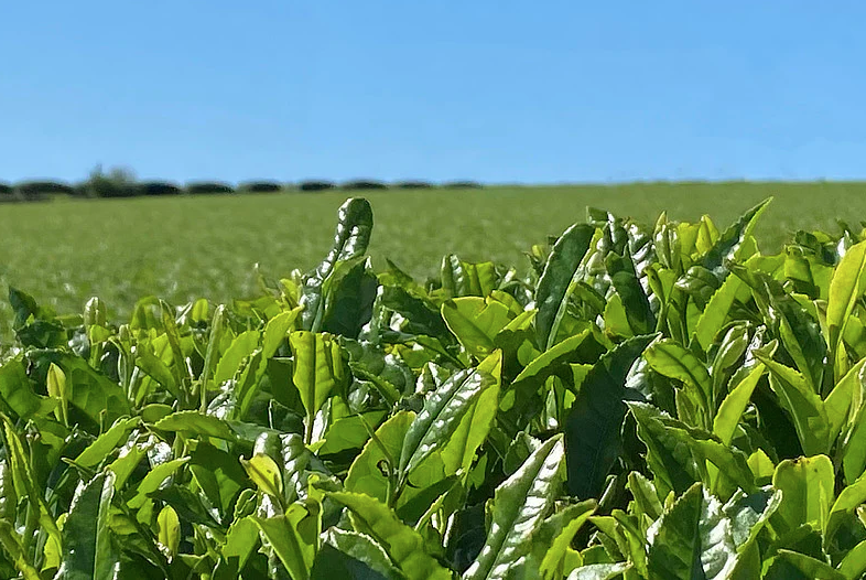 極上うれしの茶 100g